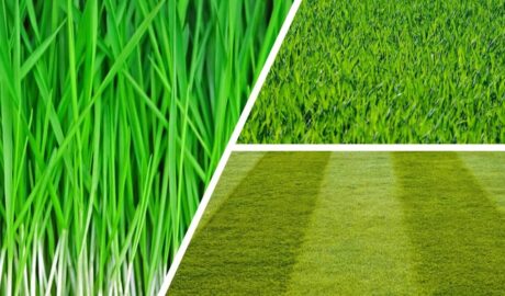top 10 lawn questions shwoing three grass variation pics