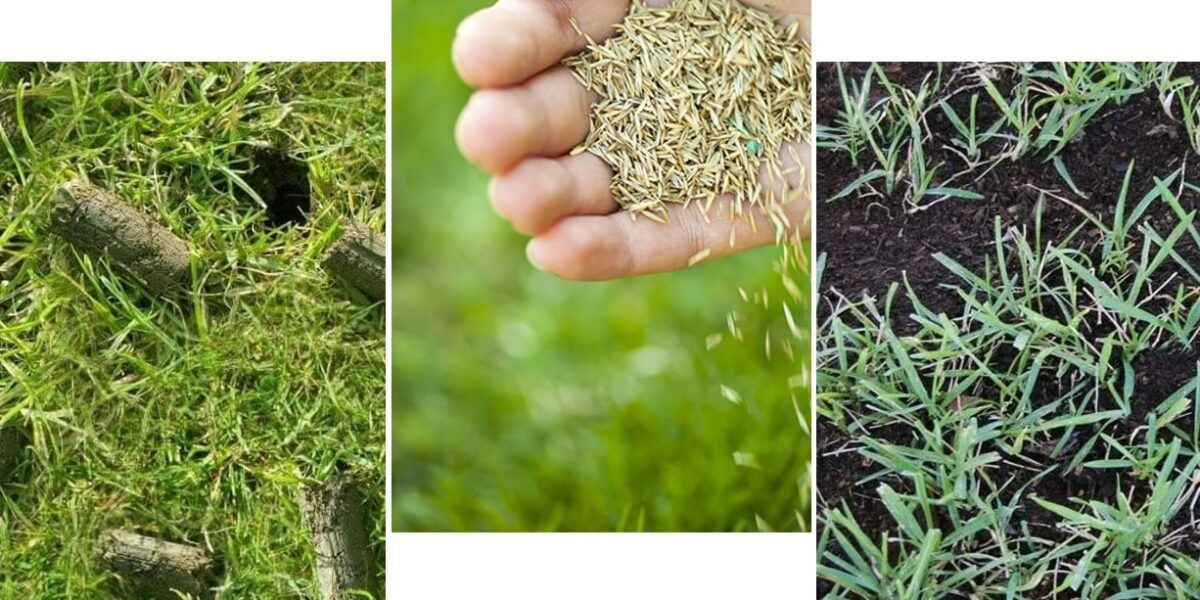 Lawn care for beginners when overseeding
