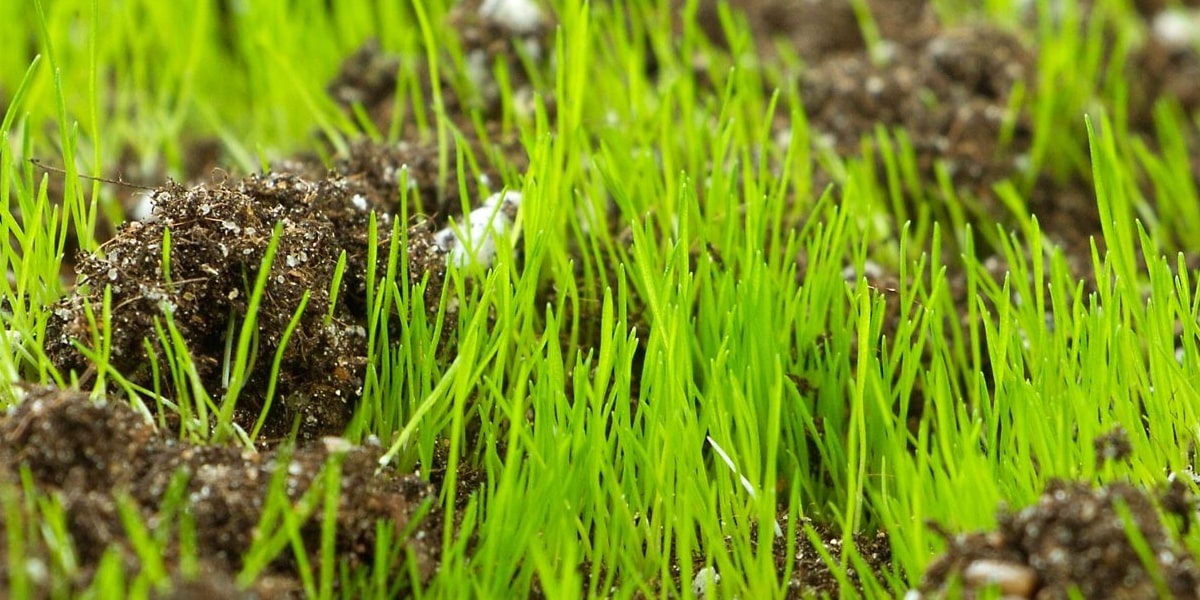 Raleigh Lawn Top Dressing GrassMaster