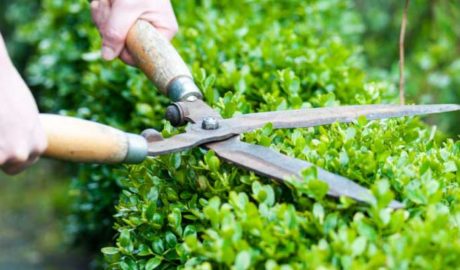 Pruning bushes for landscape ideas