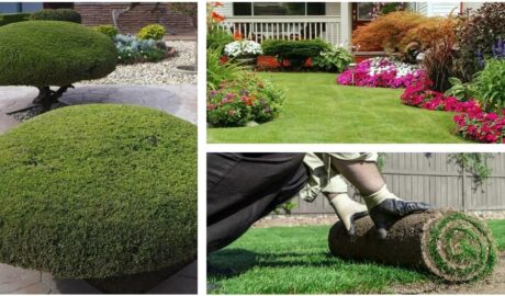 Three landscapes with manicured landscape ideas, sod