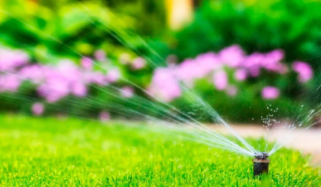 Watering after overseeding a lawn