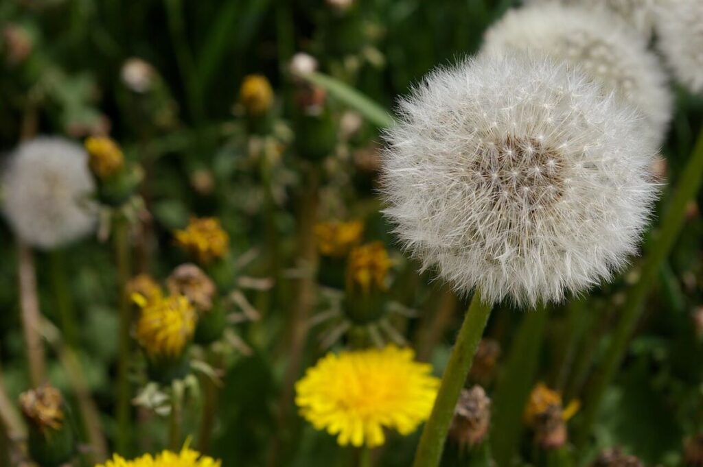 weed control lawn treatment by GrassMaster of Wake County