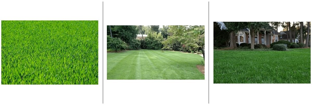 Lawn Aeration Service showing three different green lawns