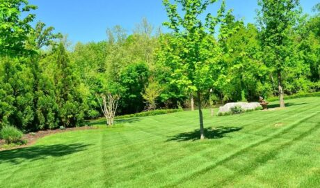 Warm season grass with mower cut pattern