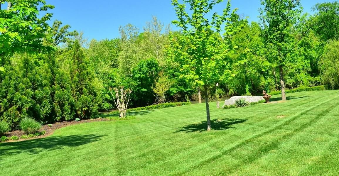 Landscape ideas using long-lasting and durable tree blends