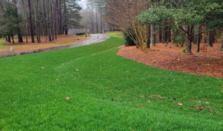 Winter lawn maintenance produces green grass healthy trees