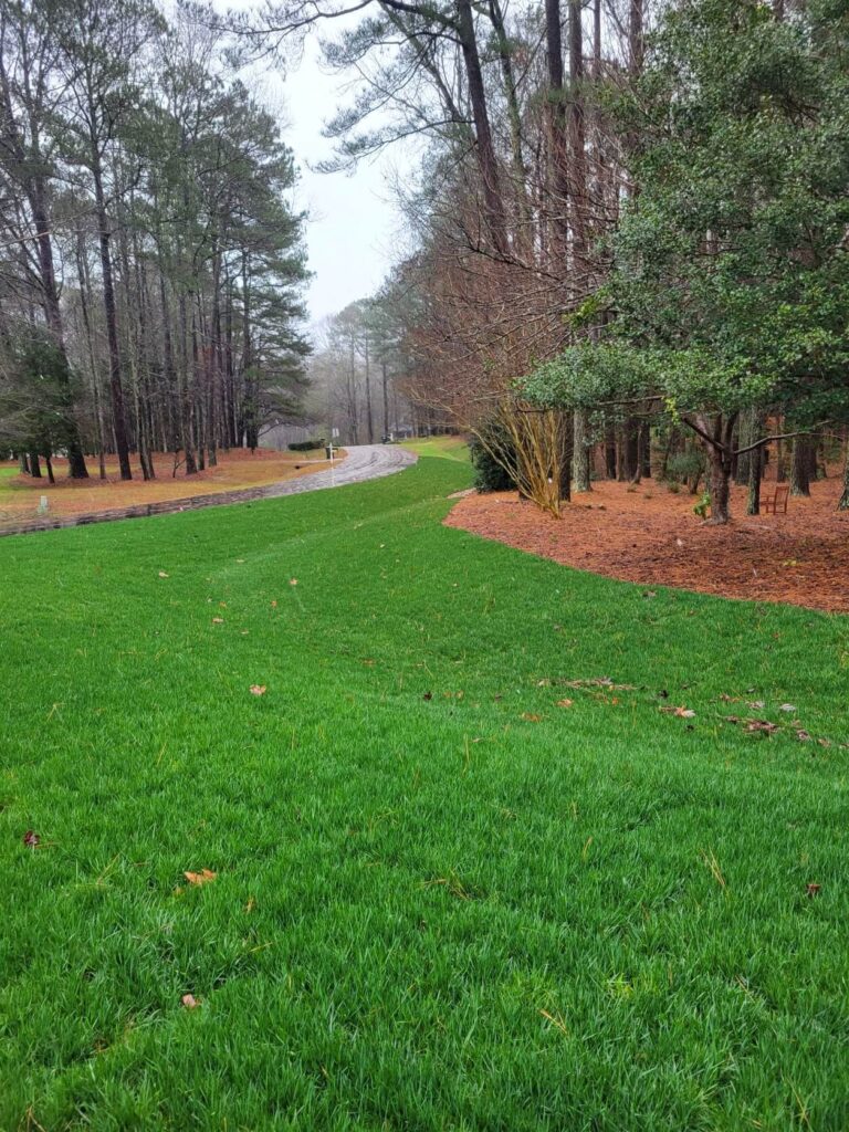 Winter lawn maintenance produces green grass healthy trees