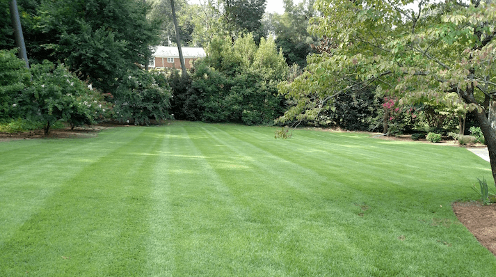 Lawn dressing and beautiful grass