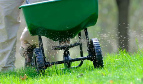 lawn care for beginners and fertilizing lawn with spreader
