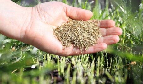 How to overseed a lawn with grass seed