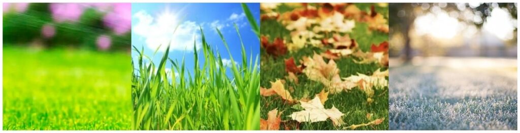 Seasonal lawn tips from spring through winter