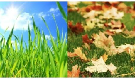 Seasonal lawn tips from spring through winter