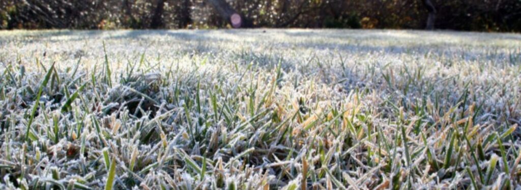 winter lawn maintenance