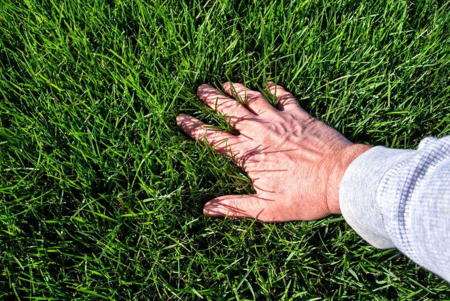 cool season grass fertilizer with hand in lush thick grass