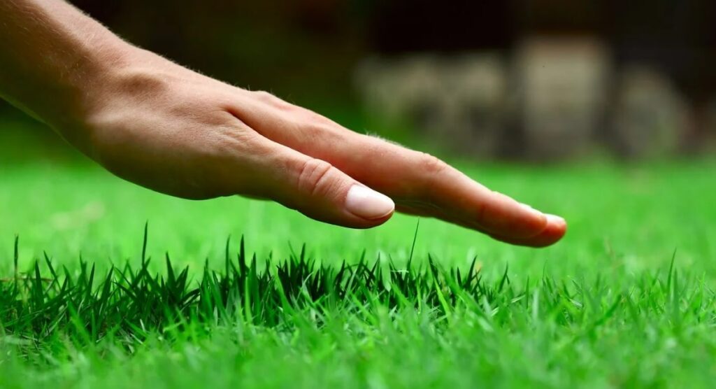 Hand over lawn dressing treated grass