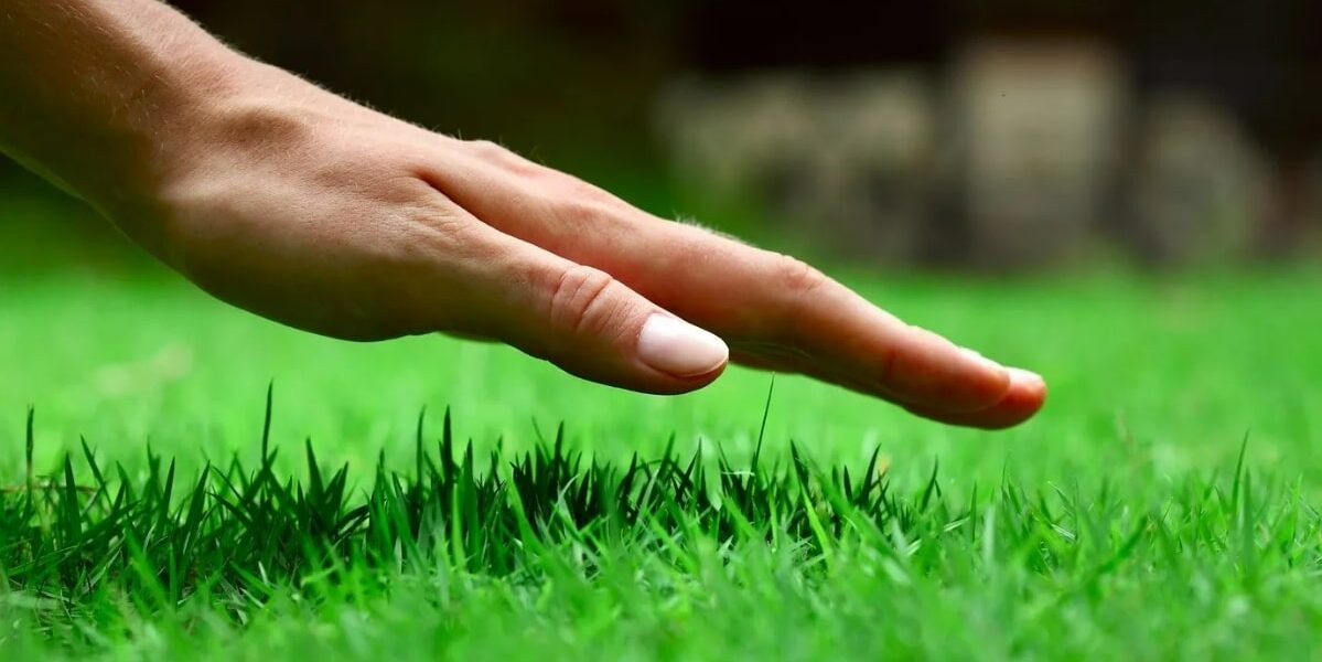 Hand over lawn dressing treated grass