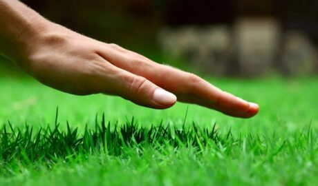 Hand over lawn dressing treated grass