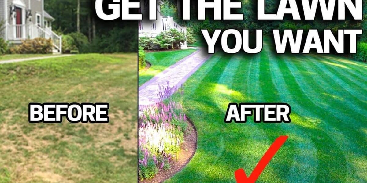 Home lawn weed control damage before and after