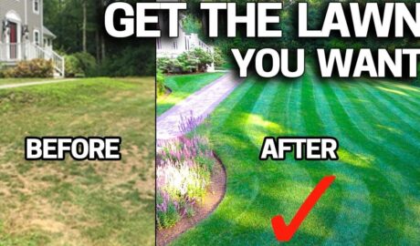 Home lawn weed control damage before and after