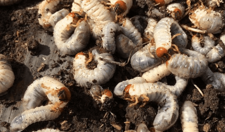grubs in dirt for lawn pest control