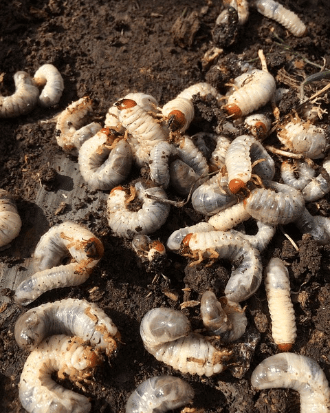 grubs in dirt for lawn pest control
