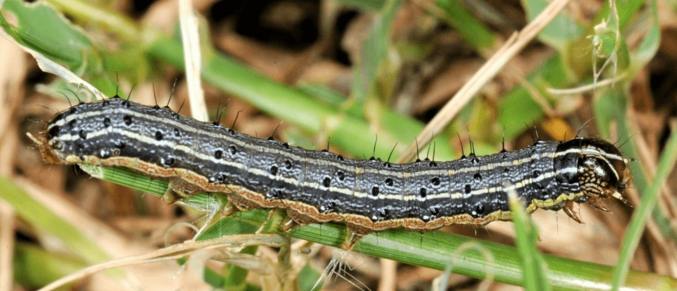 Lawn Pest Control - Detect & Treat Damaging Pests 4 lawn pest control for armyworms cutworms