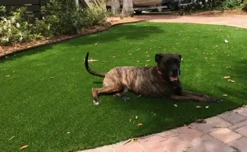 Pet Friendly